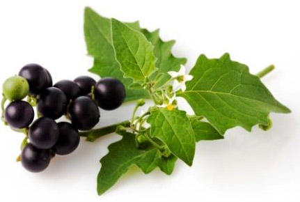 Black nightshade