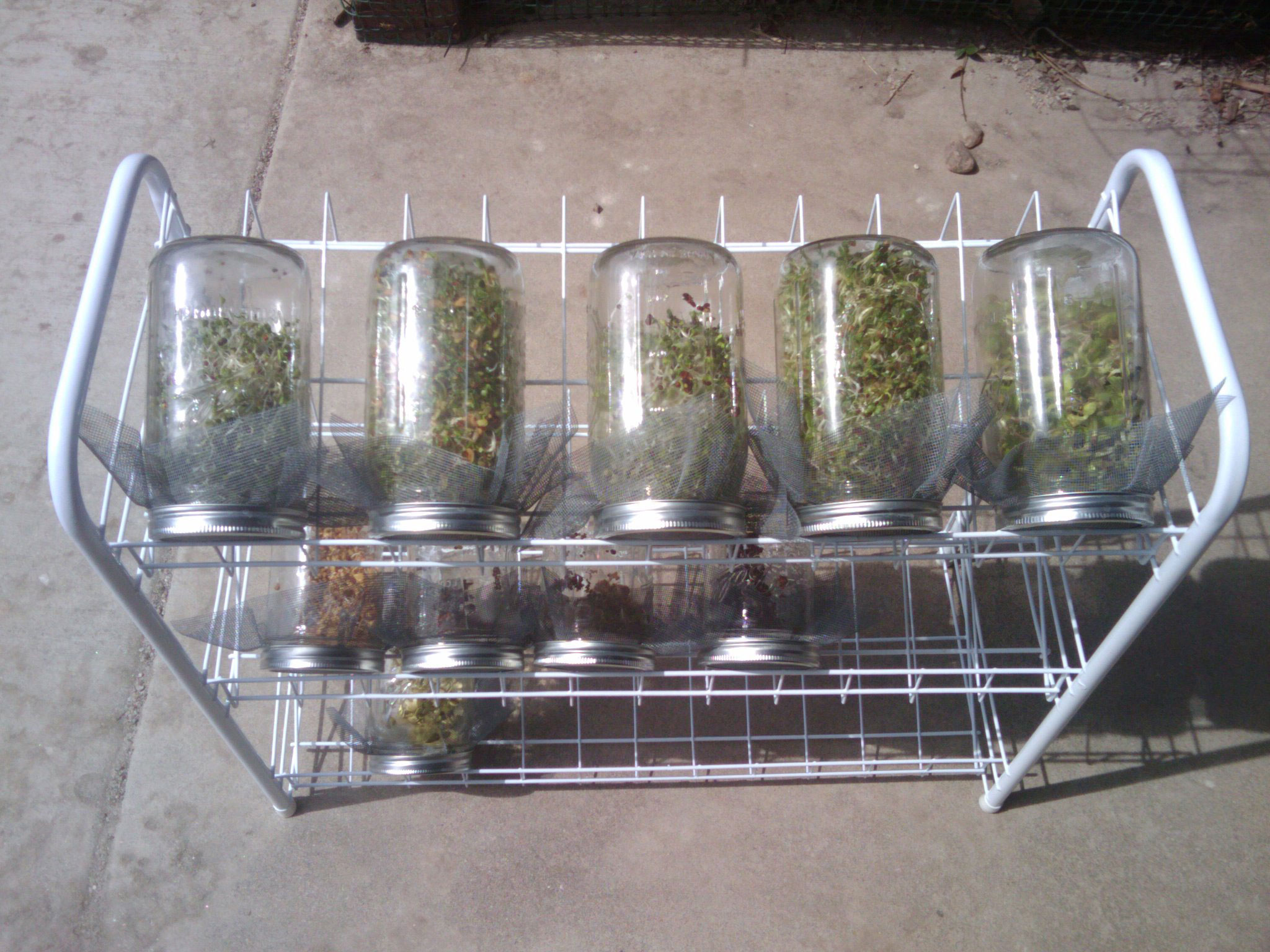 Shoe rack to hold the sprouting jars