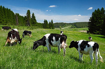 Pastured happy cows